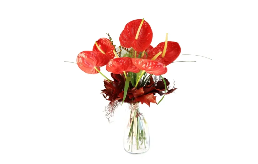 Kytica Anthurium - Veľkosť: XL