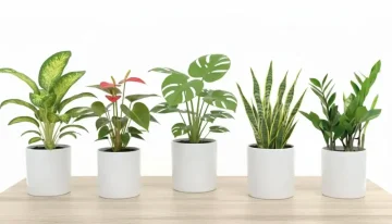 5 tipov pre nenáročné izbové rastliny