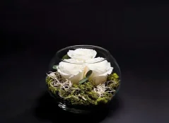 Stabilizované ruže 3ks v akváriu