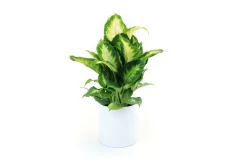 Dieffenbachia
