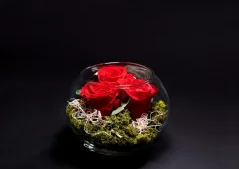Stabilizované ruže 3ks v akváriu