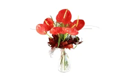 Kytica Anthurium