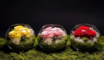 Starostlivosť o stabilizované ruže