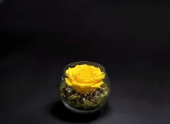 Stabilizovaná ruža v akváriu