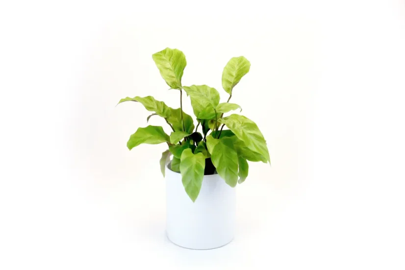 Calathea yellow fusion